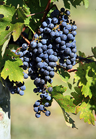 Virginia Vineyards